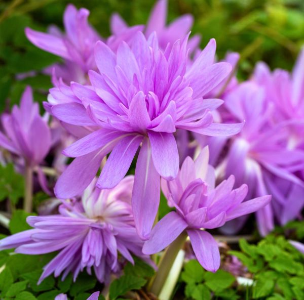 Myrkkylilja Syksyllä kukkiva Myrkkylilja Syksyllä kukkiva